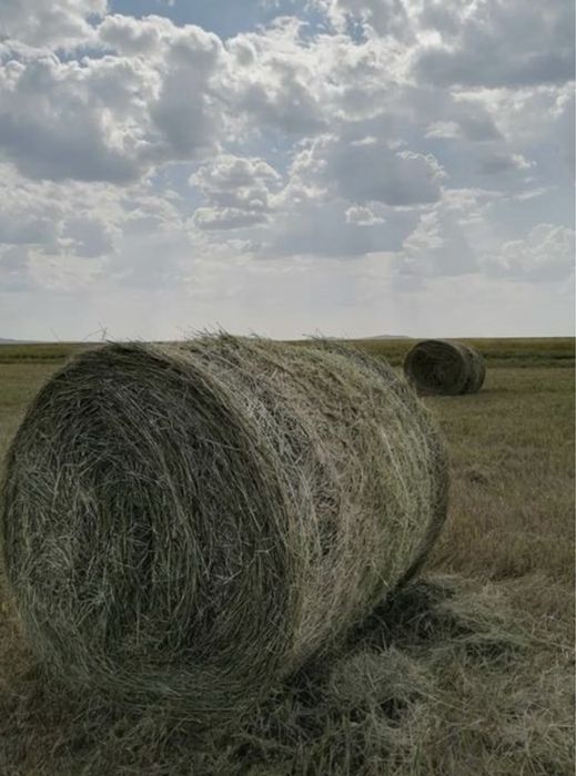 Продам сено,тюки,рулоны