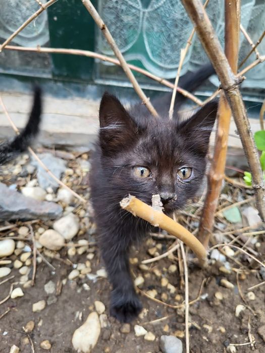 Котята бесплатно