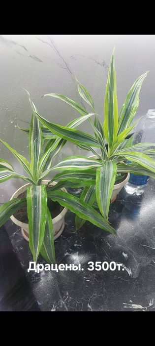 Антуриум. Цвет красный и шоколад.