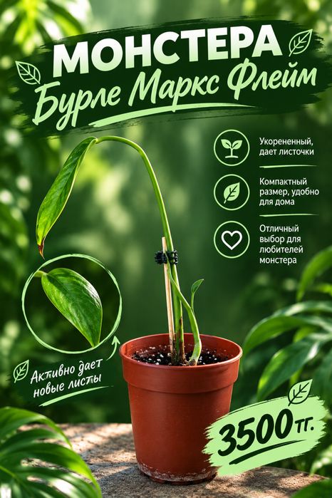 Эпипремнум, Альба, Бурле Маркс Флей, Монстера