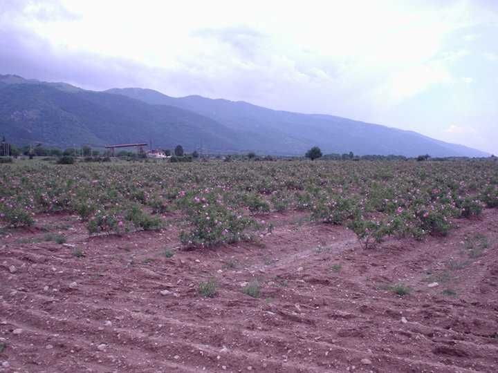 Продава се Земеделски имот в с. Христо Даново, Област Пловдив -  кв.м за 1523 €/дка - Снимка #2