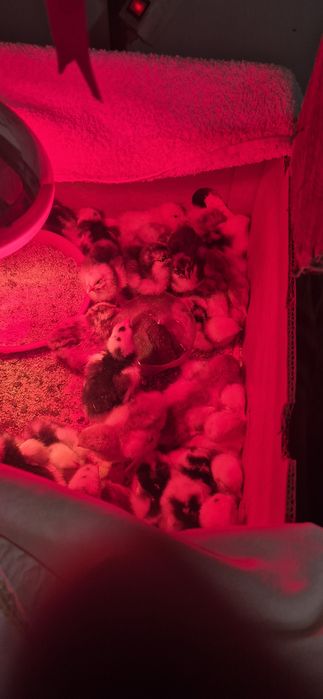 Vand pui brahma bobat