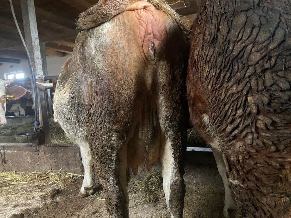 Vând juninci gestante