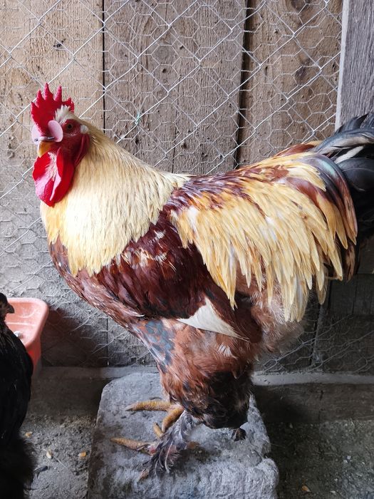 Cocoș Încălțat 11