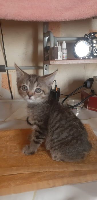 Отдам котенка в добрые руки