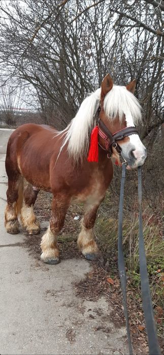 Dau 3 armasari pentru monta