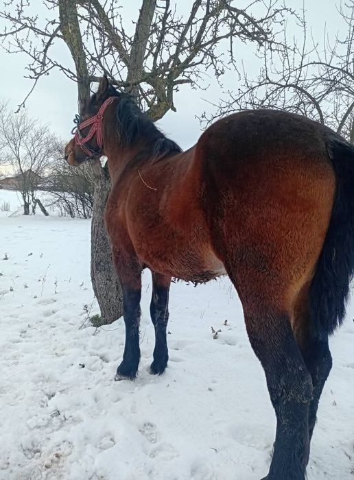 Vând mânz de 3 ani