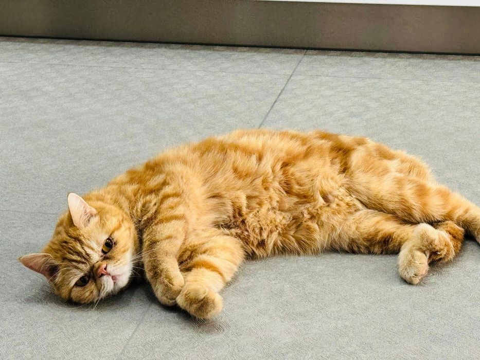 Отдаем в добрые руки!