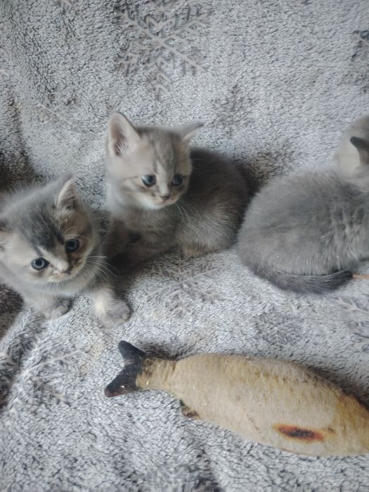 Милые котятки сттрайт