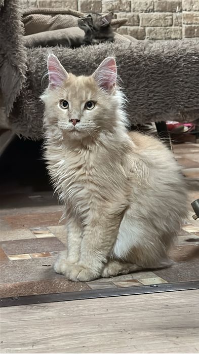 Котенок Мейнкун мальчик!