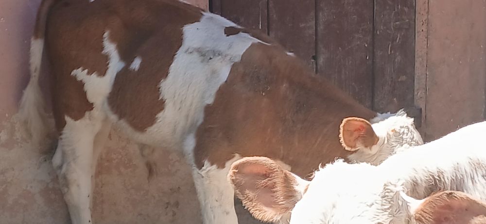 Vitei belgieni si baltata romaneasca