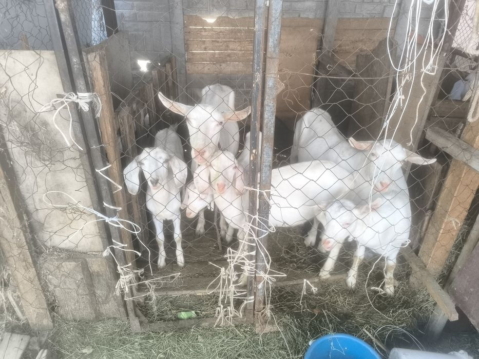 Голлондкий Занен