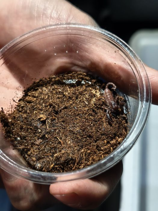 Scorpioni heterometus puiuti