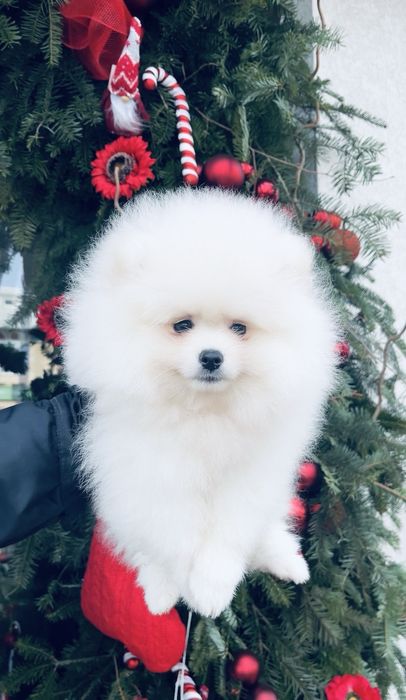Pomeranian mini shpitz  ALB