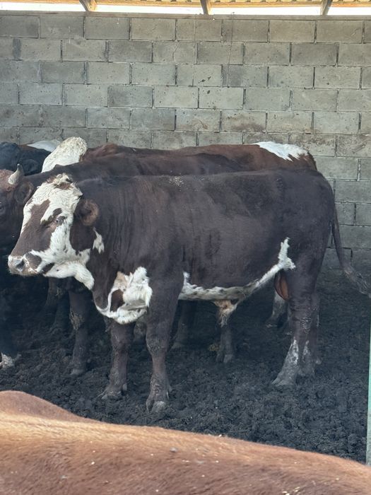Продам 9 быков с откорма