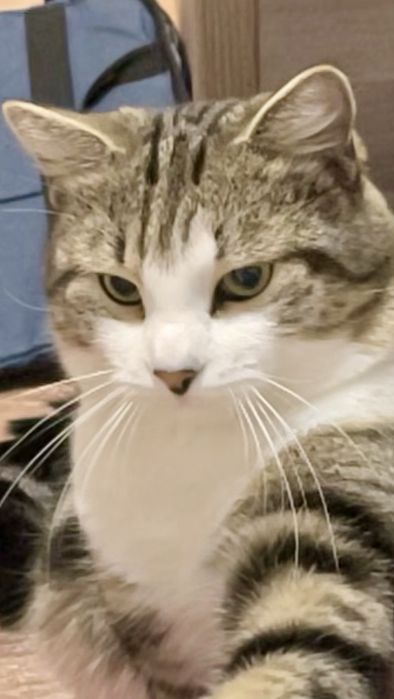 Отдам в добрые руки кота