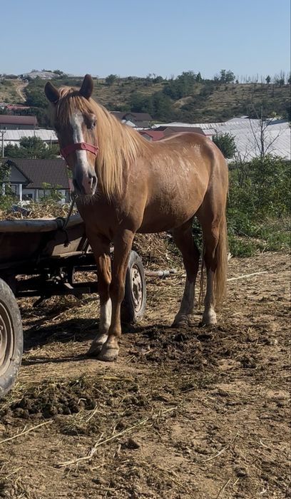 vand cal castrat