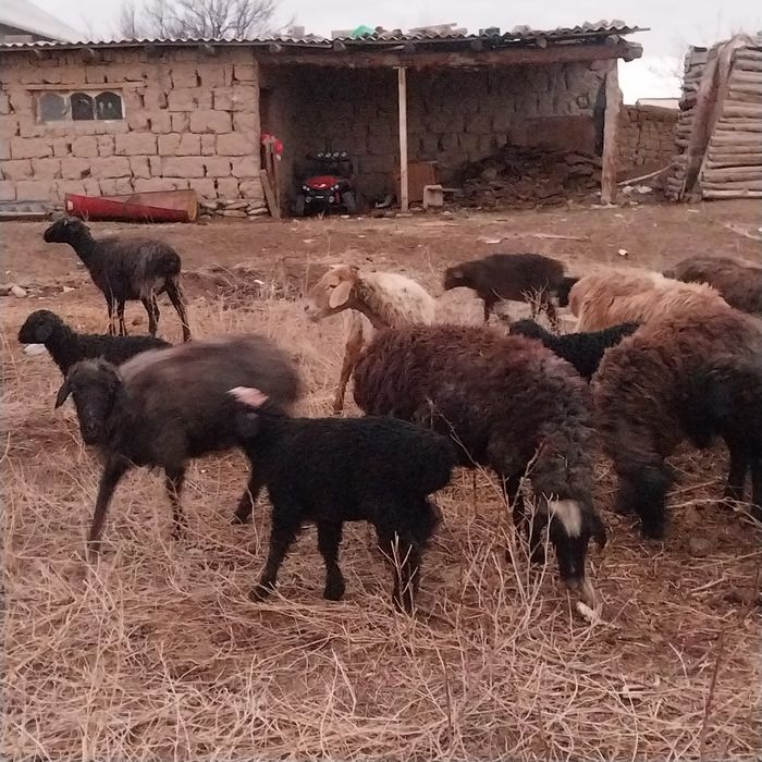 Малл Сатылады...