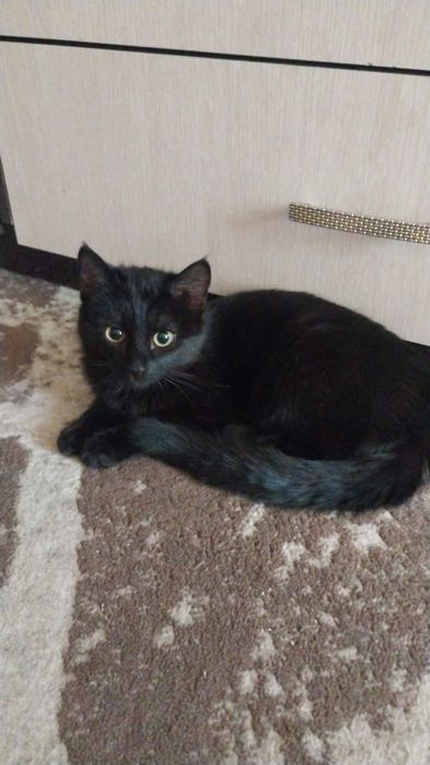 Отдадим чёрную кошечку