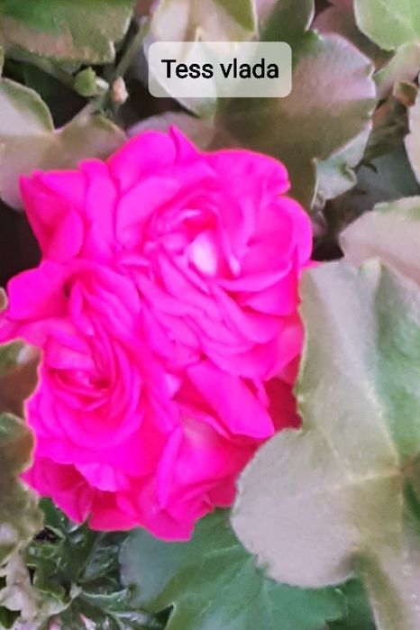 Укоренённые черенки сортовых пеларгоний