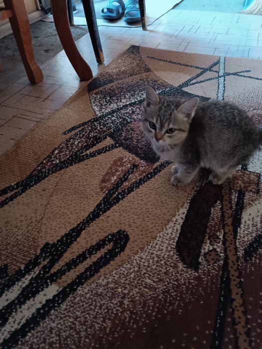 Котенок потеряшка