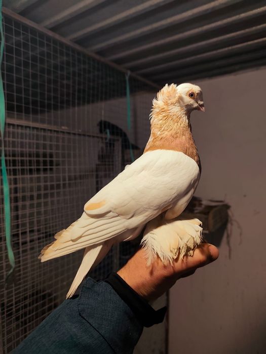 Голуби оба самцы