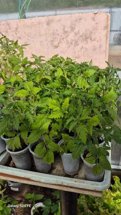 Продам рассаду . Домашнею