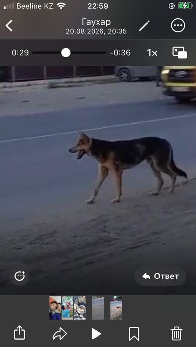 Бегает потерявшаяся собака.