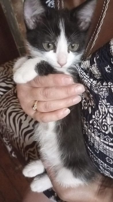 Отдам котят к лотку приучены