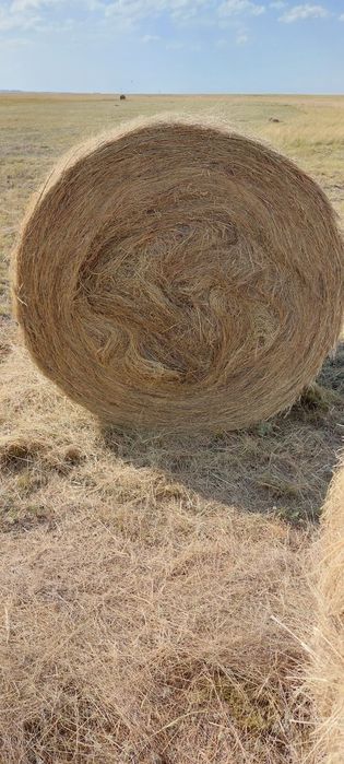 Продам сено свежее