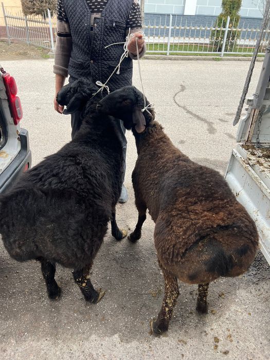 Эҳсон, Назр, Ақиқа, Қурбонлик‼️