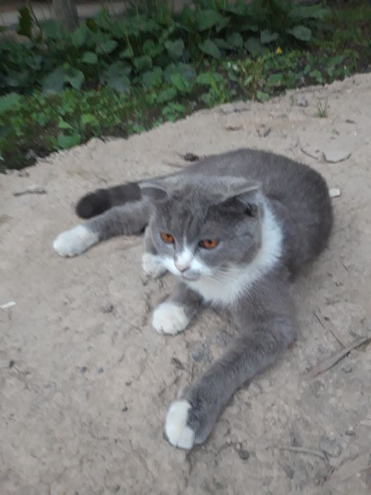 Мушук болалари сотилади. Калта юнгли Британка зотли.