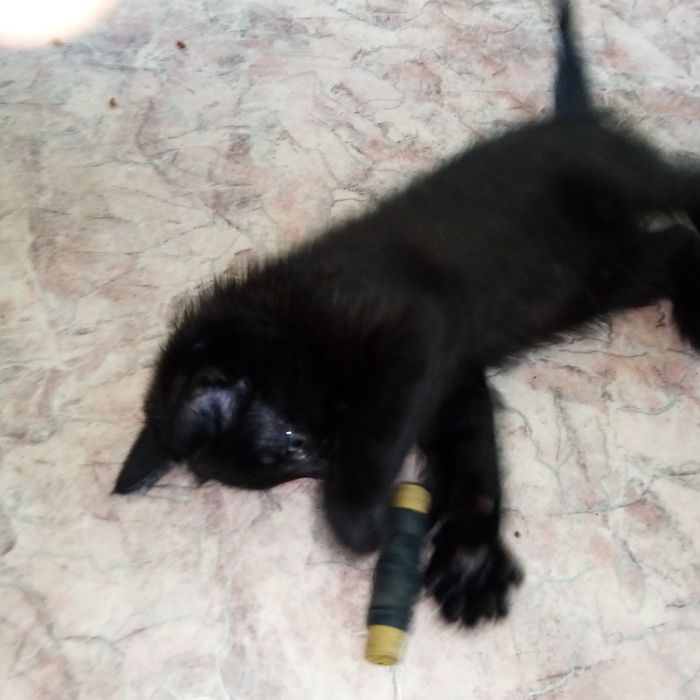 Одам  котят возраст 6 нед.