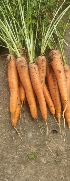 Vând Pătrunjel morcov păstârnac ceapa