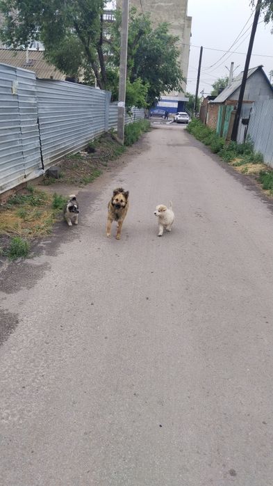 Отдам бесплатно щенка