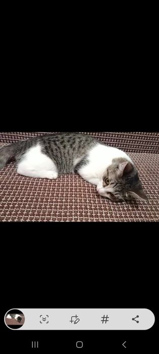 Отдам кошечек в добрые руки.