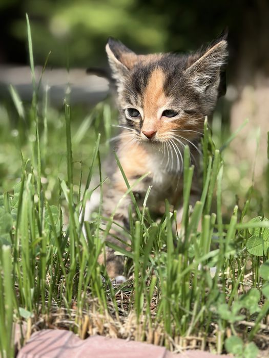 Отдам котят бесплатно ( крысаловы )
