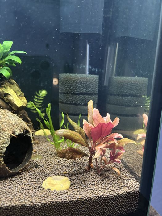 Аквариум 50 л + 10 л полные комплекты в Рассрочку. Ред.