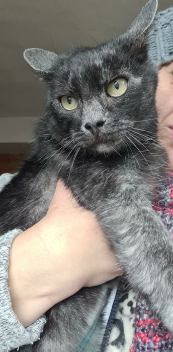 Silvia pisica transilvăneanca spre adoptie