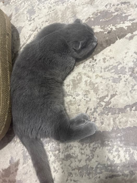 Кошечка 7 месячная мальчик пародистая