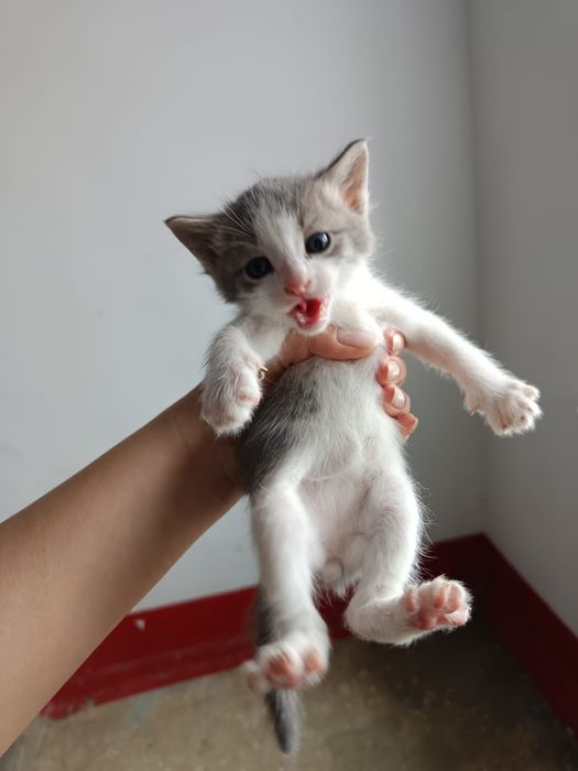 Отдам в добрые руки