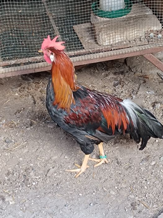 Cocosi mătase japoneză și italiană