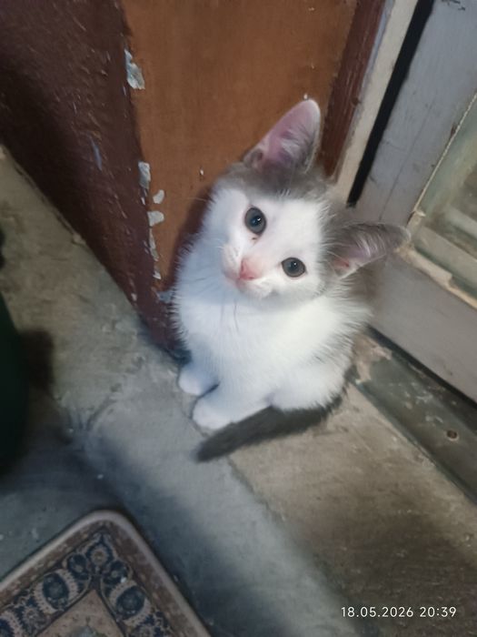 Котета търсят семейство
