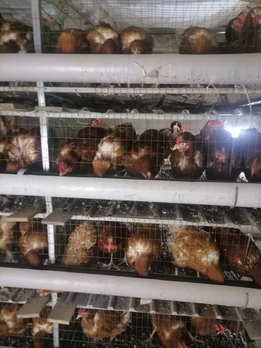 Продаю кур-несушек Ломан Браун