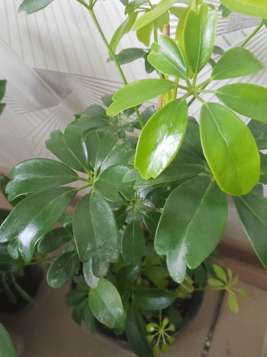 Цыеты домашние растееие