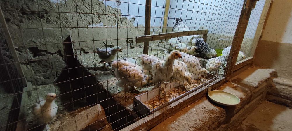 Brama светлый гибрид