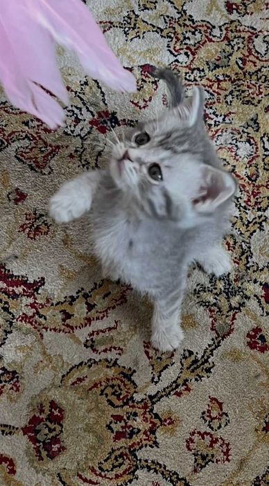 отдам котят мальчиков в добрые руки