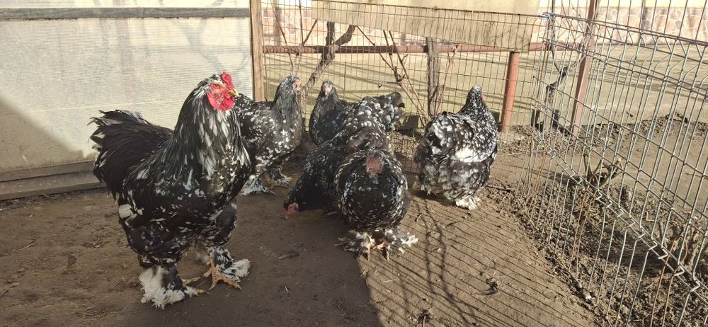 Vând ouă de incubat brahma negru bobat