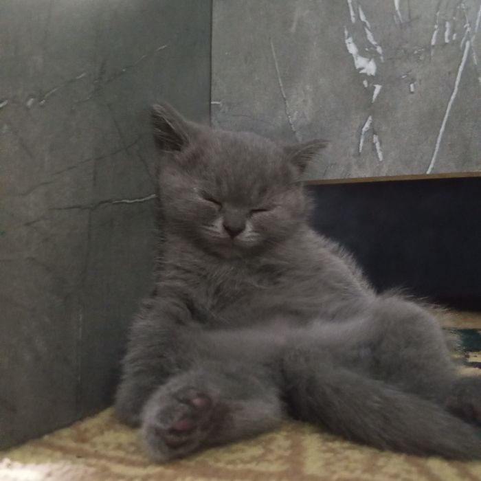 Продается котик игристый
