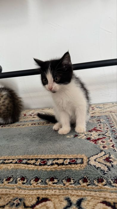 Отдам котят в добрые руки,бесплатно.